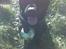 Labrador retriever Max <3 Himmelhund