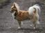 Chihuahua Dusty - skønne dreng