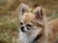 Chihuahua Dusty - dusty kigger ud over horisonten