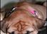 Bullmastiff Pi