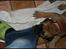 Bullmastiff Pi