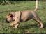 Bullmastiff Pi