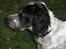 Engelsk setter Trine 