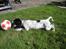Engelsk setter Trine 