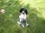 Engelsk setter Trine 