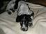 Engelsk setter Trine 