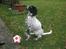 Engelsk setter Trine 