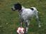 Engelsk setter Trine 