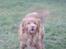 Nova scotia duck tolling retriever Molly Iversen - WOW WOW