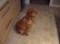 Nova scotia duck tolling retriever Molly Iversen