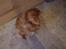 Nova scotia duck tolling retriever Molly Iversen