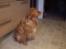 Nova scotia duck tolling retriever Molly Iversen