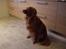 Nova scotia duck tolling retriever Molly Iversen