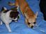 Chihuahua Marley - Marley hygger med Cindy
