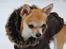 Chihuahua Marley - Marley med sin dejlige vinter jakke :)