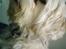 Chinese crested powder puff buster {R.I.P} - dejlige buster