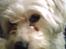 Chinese crested powder puff buster {R.I.P} - nuser :D