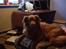 Nova scotia duck tolling retriever Molly Iversen