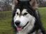 Alaskan malamute Røskva