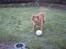 Nova scotia duck tolling retriever Molly Iversen - spil bold