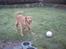 Nova scotia duck tolling retriever Molly Iversen - kom nu 