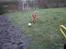Nova scotia duck tolling retriever Molly Iversen