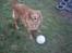 Nova scotia duck tolling retriever Molly Iversen - SPIL BOLD CARSTEN