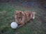 Nova scotia duck tolling retriever Molly Iversen