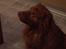 Nova scotia duck tolling retriever Molly Iversen - vil ha mad