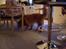 Nova scotia duck tolling retriever Molly Iversen