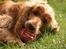 Cocker spaniel Sif - VELKOMMEN til Sifferliffen´s profil, jeg håber du/i kan lide den og evt. vil lægge en bedømmelse  :o)