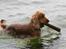 Cocker spaniel Sif - vandhunden sif :-)