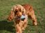 Cocker spaniel Sif - Se lige her! Jeg har fundet ud af at hvis man tager flasken i munden og tilter den ned til den ene side, ryger godbidderne fandme ud helt af sig selv !!!!!! :D Det var hun godt nok ikke længe om at opdage :P - nu er det ikke så sjovt længere - hihi