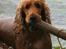 Cocker spaniel Sif - vandhunden sif :-)