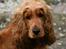 Cocker spaniel Sif - jajajajajaja jeg ved det godt, jeg er MEGET sød :o)