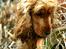 Cocker spaniel Sif - Jeg tror snart Siffer er ved at blive skør så mange gange jeg kalder hende "lille skat" - "nusergøj" osv. hihi :o)