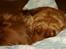 Cocker spaniel Sif - Så tager vi lige en lille morfar ;o)