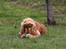 Cocker spaniel Sif - DET ER MIN BOLD haha :o)