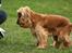 Cocker spaniel Sif - Kom nu ! - Kast den for snøvsen da !!
