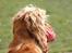Cocker spaniel Sif - Storebror gør ! - Hvad er det dog der sker ? :o) Hun har det med at stene når Charlie gør hihi :o)