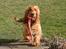 Cocker spaniel Sif - Arrrrrrh Mie Kom nu og leg for divlan da ! :o)