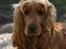 Cocker spaniel Sif - Score blikket ;o)