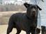 Labrador retriever Cody (Himmelhund) - Cody i modvind på Hersted Høje den 22. marts 2009