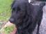 Flat coated retriever Freja