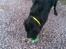 Flat coated retriever Freja