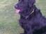 Flat coated retriever Freja