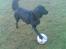 Flat coated retriever Freja