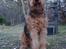 Airedale terrier Zeus - R.I.P 2002-2009