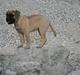 Bullmastiff Vega