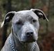 Amerikansk staffordshire terrier Luba